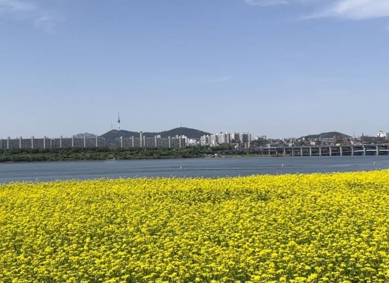 Seoraeseom Island canola flowers, Seoul (location photo, not a drama still)