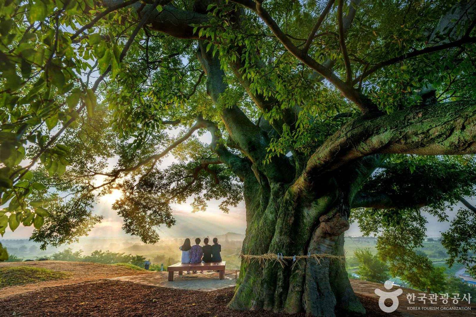 Changwon Bukbu-ri Hackberry Tree (Dongbu Village), Changwon (location photo, not a drama still)
