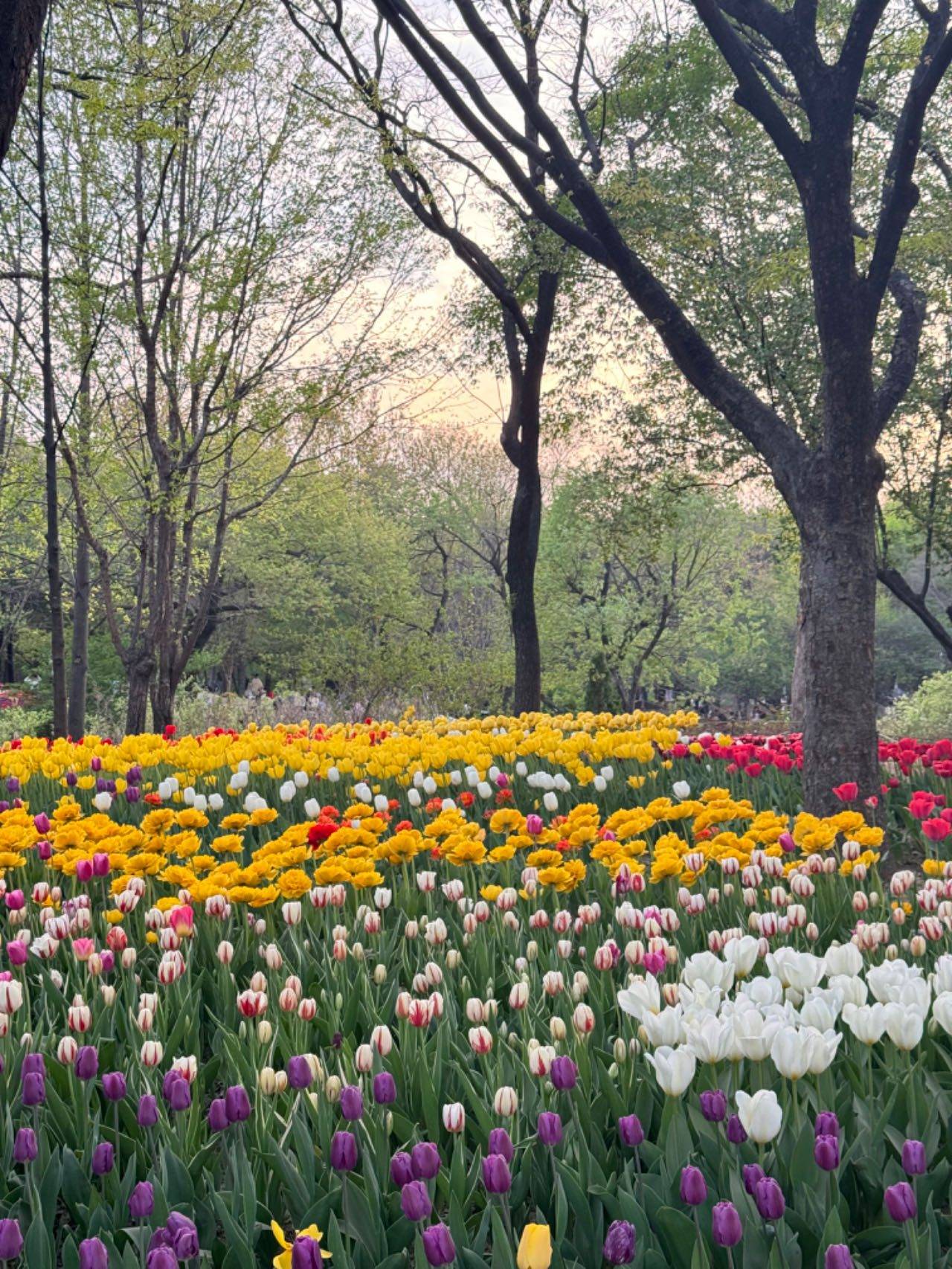 Flowers in Seoul Forest Park, Seoul (location photo, not a drama still)