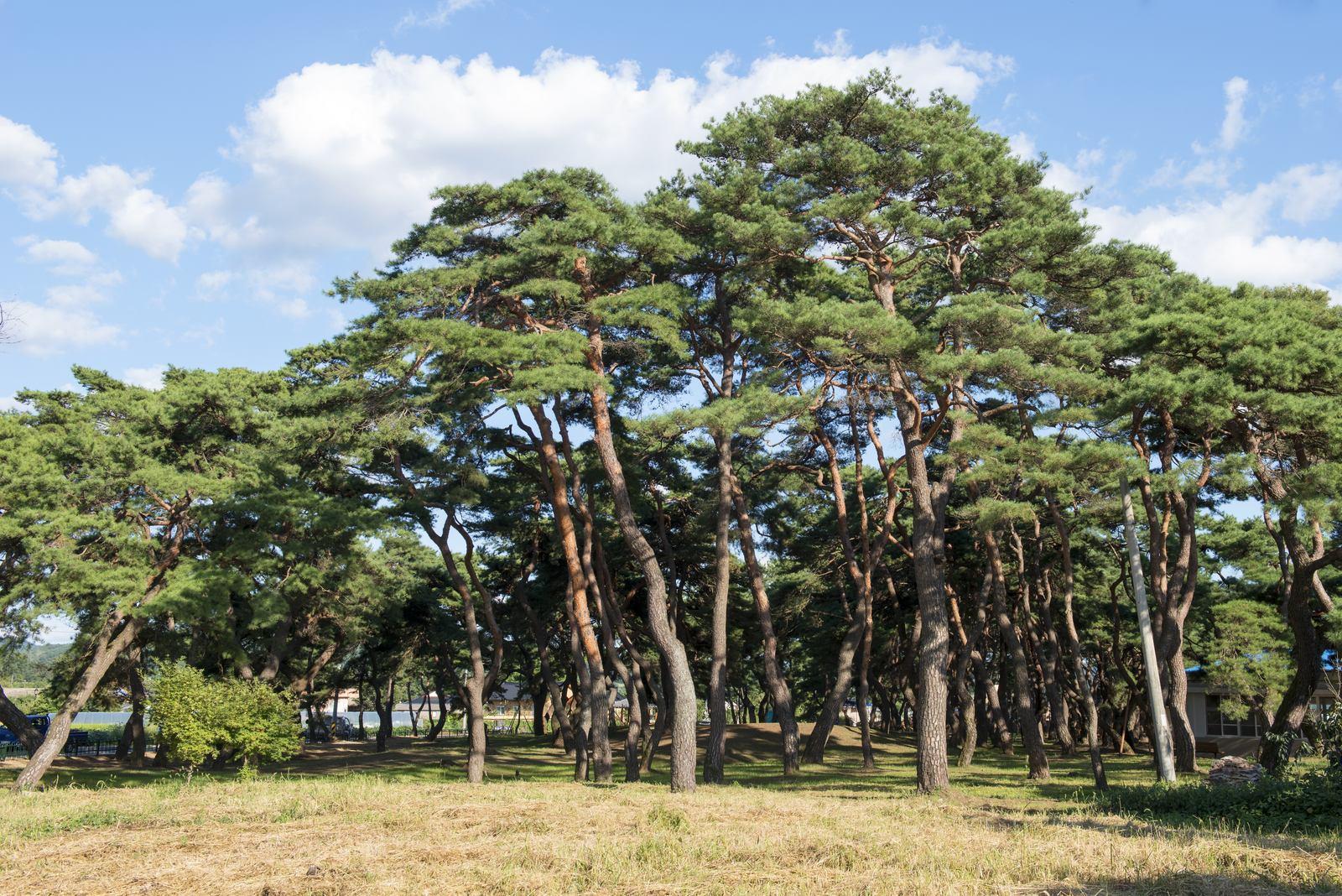 Geumdangsil pine forest (Natural Monument), Yecheon — the village's landmark grove, not the village streetscape; an Our Sticky Love filming area (location photo, not a drama still)