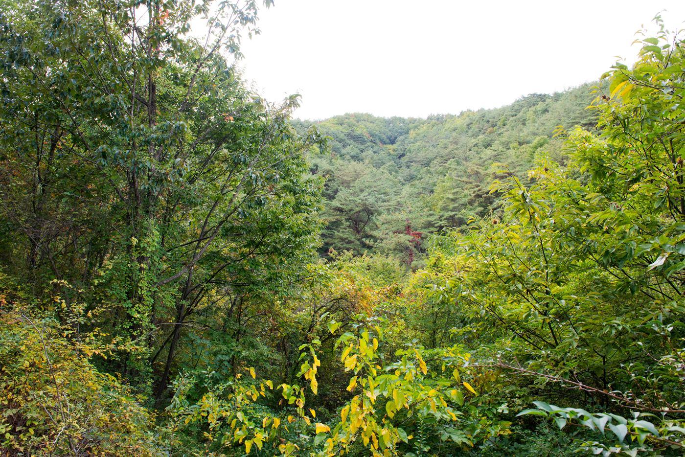 Manhyujeong garden grove in Andong, a Mr. Sunshine filming location (location photo, not a drama still)