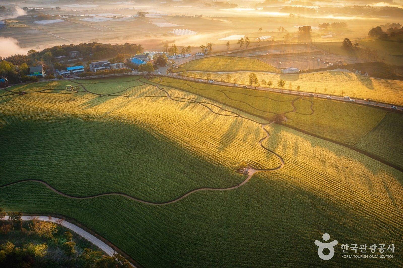 Hakwon Farm barley fields, Gochang (location photo, not a drama still)