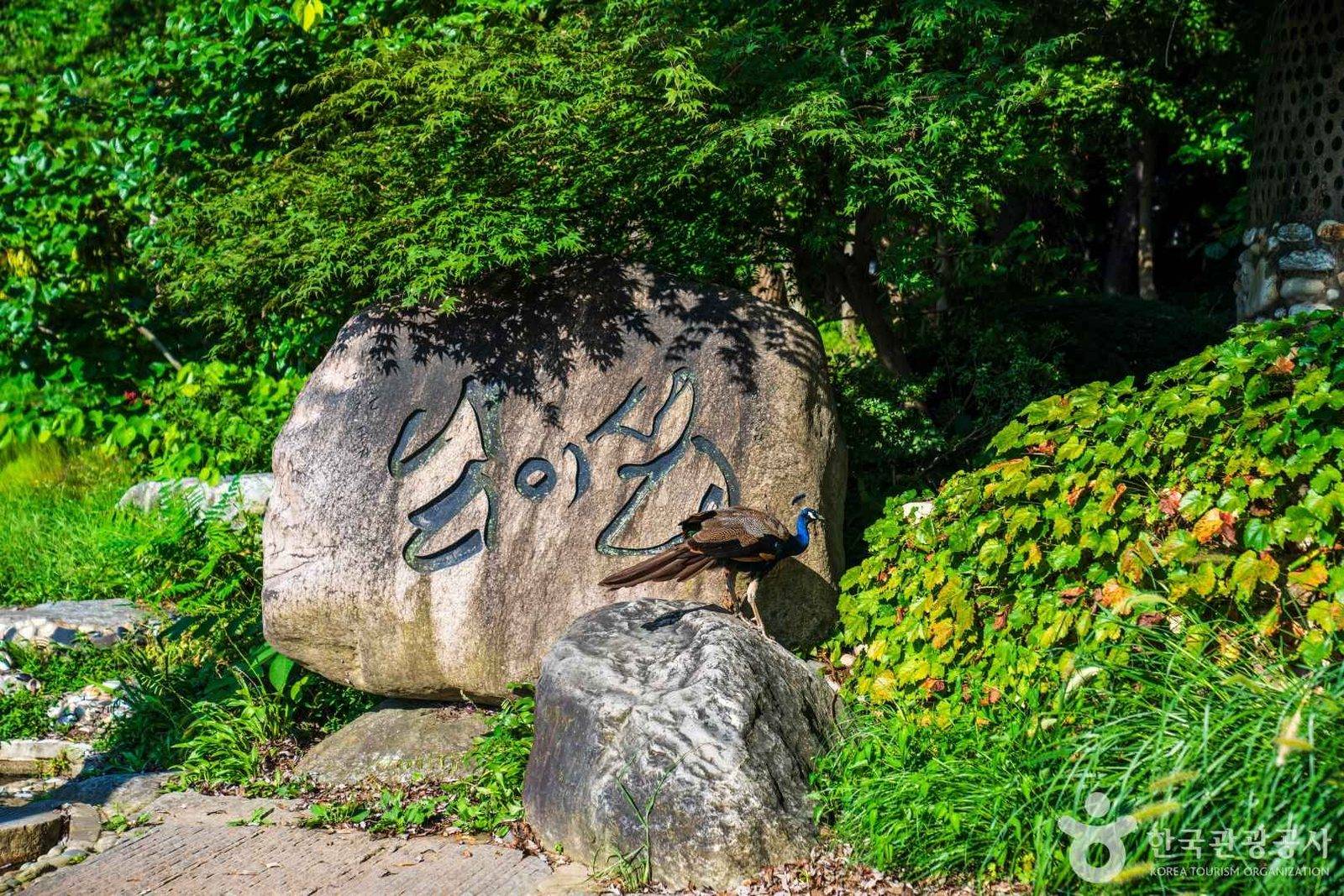 Nami Island, Chuncheon (location photo, not a drama still)